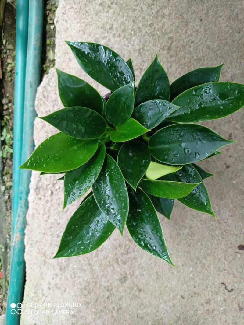 橡皮树盆栽黑金刚0（六角盆3棵苗）