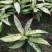 橡皮树盆栽黑金刚0（六角盆3棵苗）