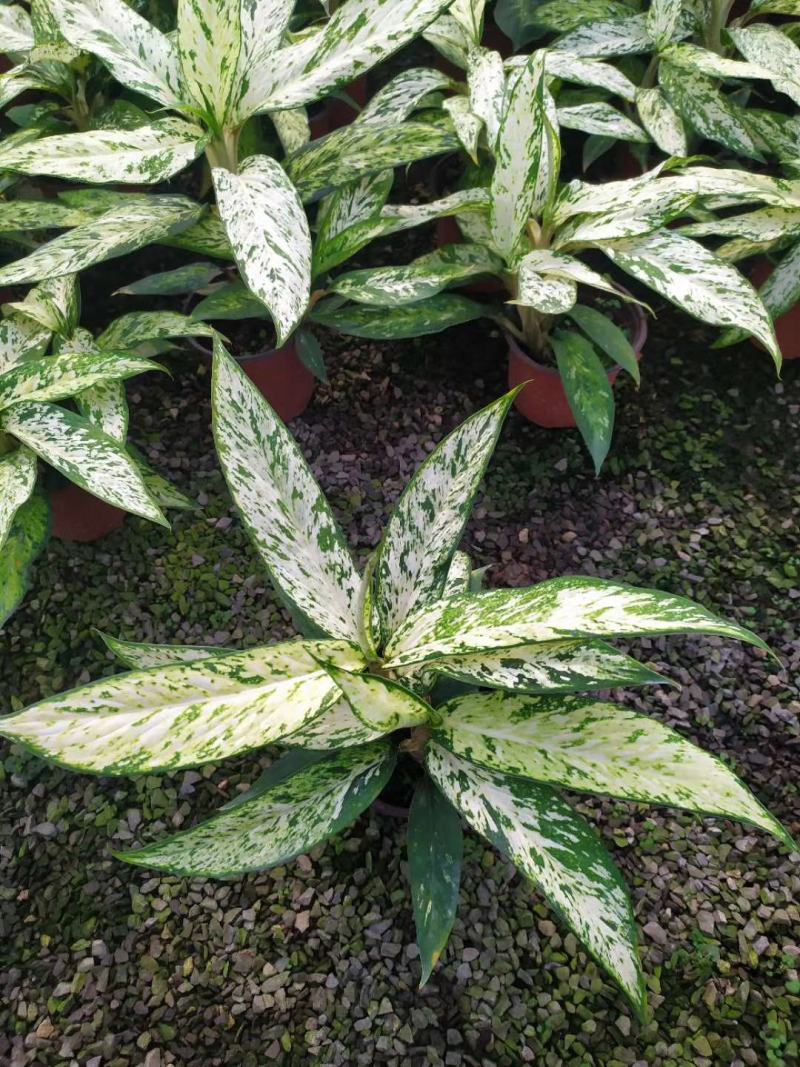 橡皮树盆栽黑金刚0（六角盆3棵苗）