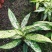 橡皮树盆栽黑金刚0（六角盆3棵苗）