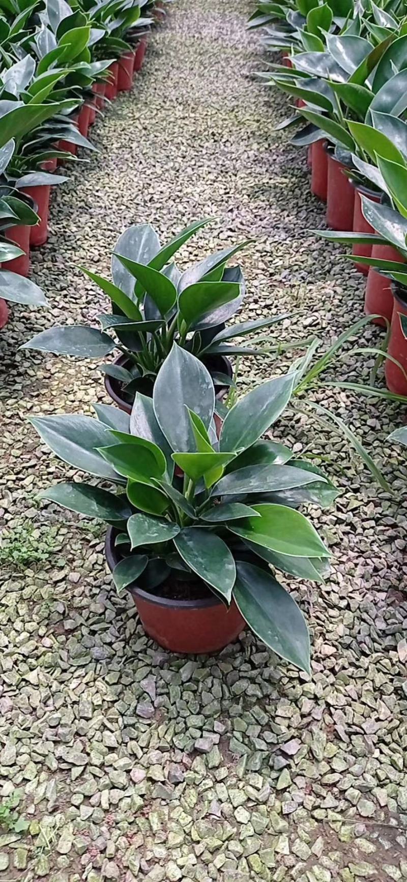 橡皮树盆栽黑金刚0（六角盆3棵苗）