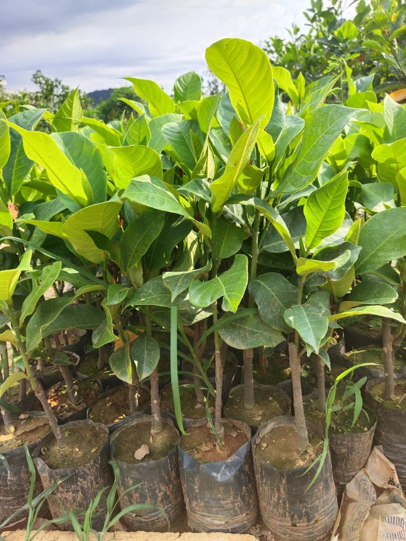 正宗海南黄肉，红肉榴莲蜜苗一手货源3到4年结果