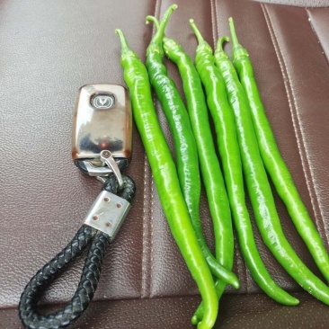 青线椒大量上市，需要的老板联系