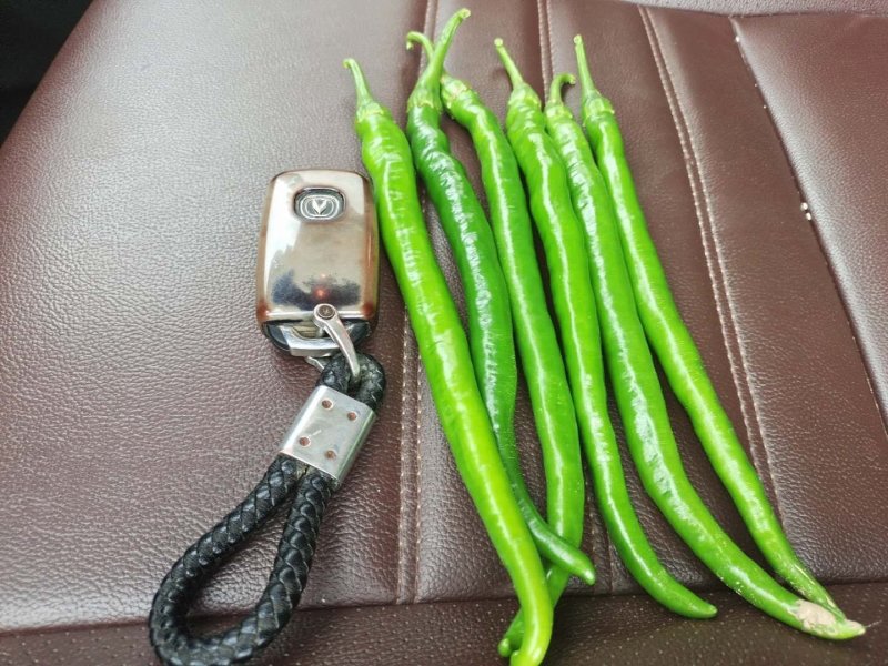 青线椒大量上市，需要的老板联系