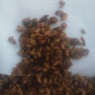 今年新收岗梅种子，一斤干种子大概有5万粒左右