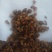 今年新收岗梅种子，一斤干种子大概有5万粒左右