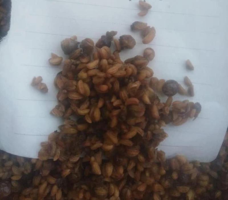 今年新收岗梅种子，一斤干种子大概有5万粒左右