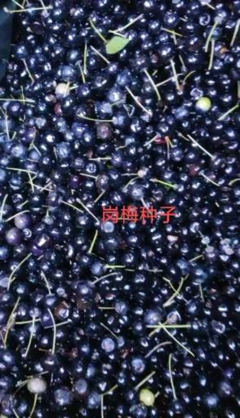 今年新收岗梅种子，一斤干种子大概有5万粒左右