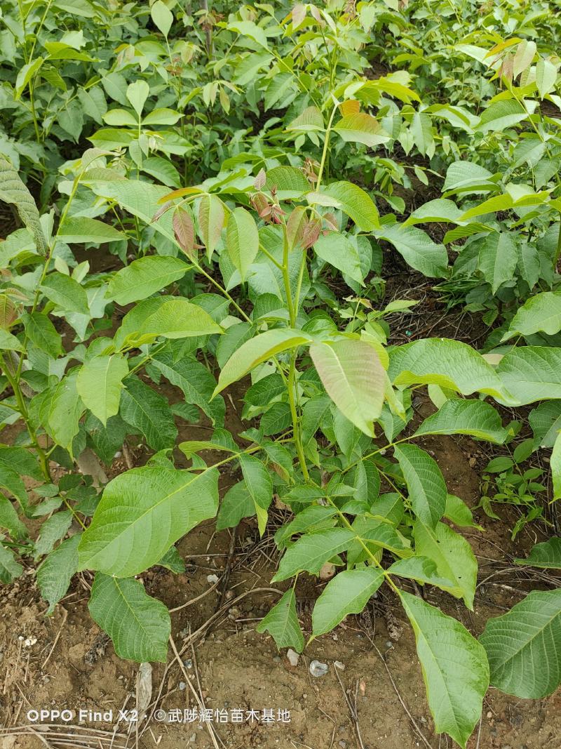 清香核桃树苗，香玲核桃苗，核桃实生苗，自产自销，现挖现发