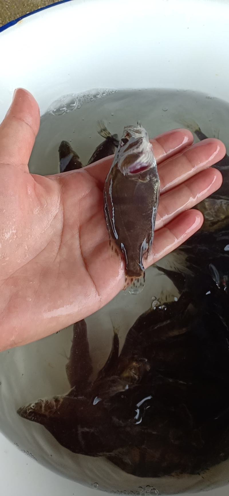 精品鳜鱼苗货量稳定鱼塘直供，可视频验货看货