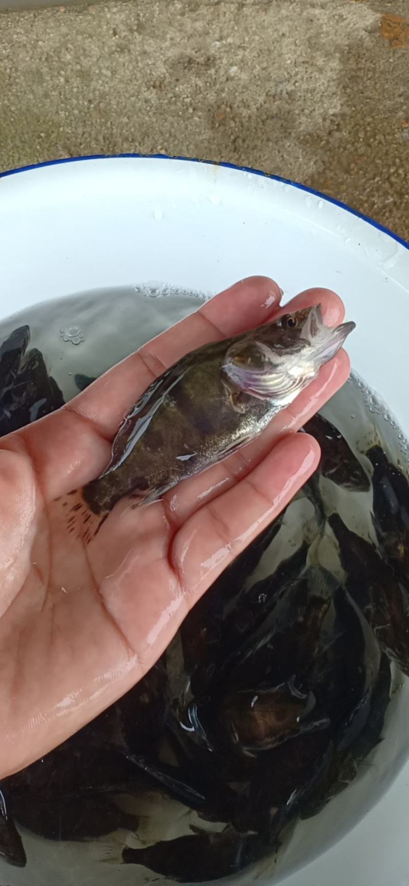 精品鳜鱼苗货量稳定鱼塘直供，可视频验货看货