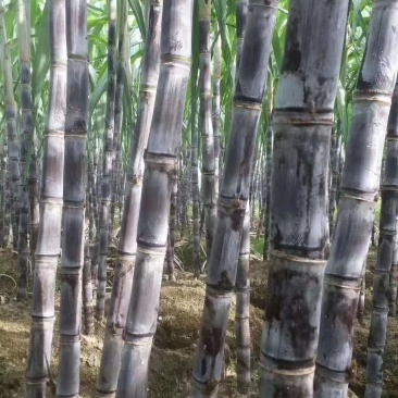 热卖区(广西甘蔗)基地直供，回程车免费提供。