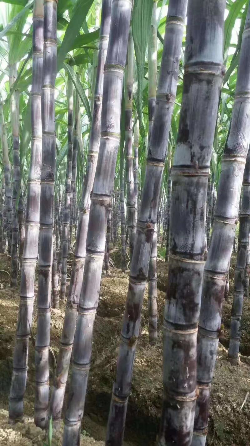 热卖区(广西甘蔗)基地直供，回程车免费提供。