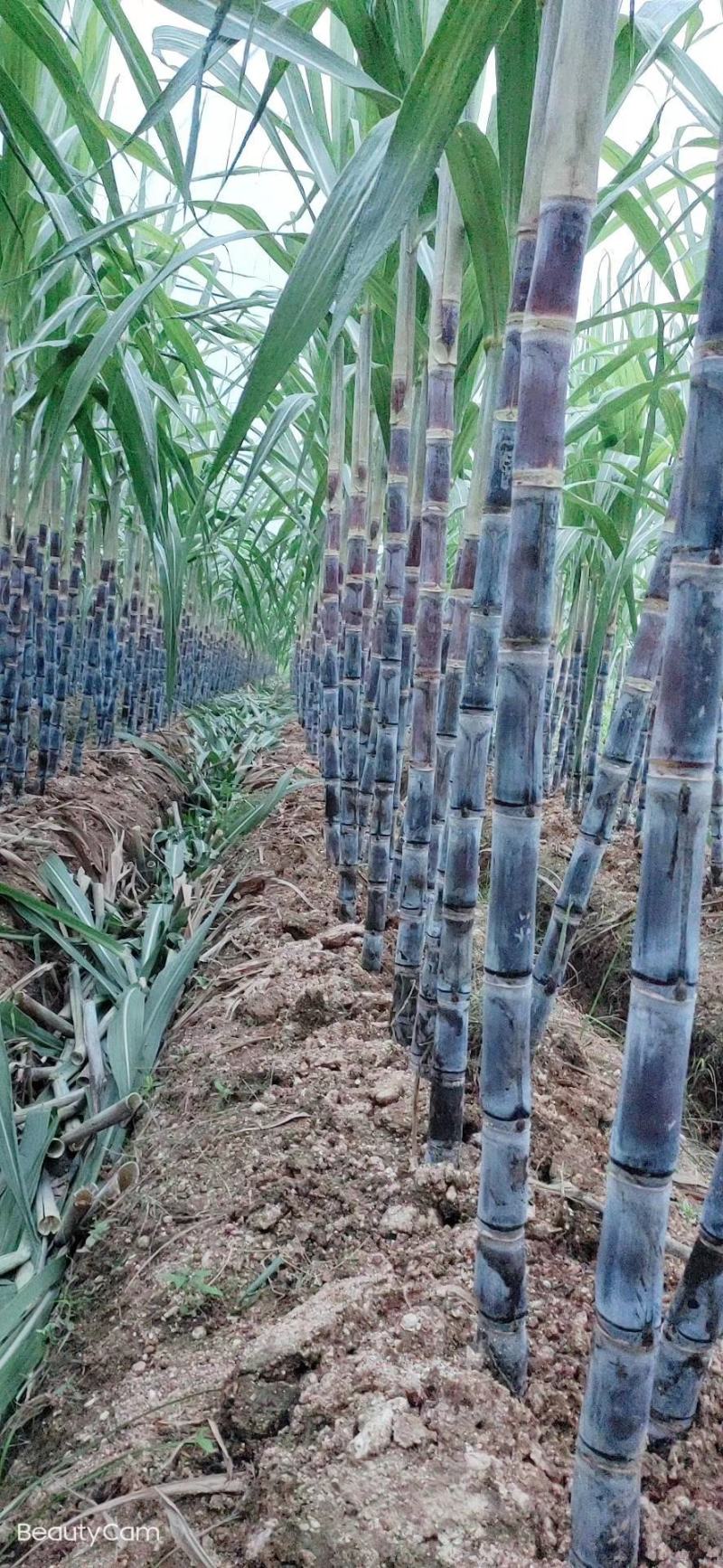 热卖区(广西甘蔗)基地直供，回程车免费提供。