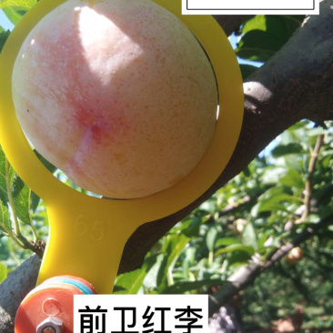 大量露天前卫红李-产地直供.耐储存.耐运输