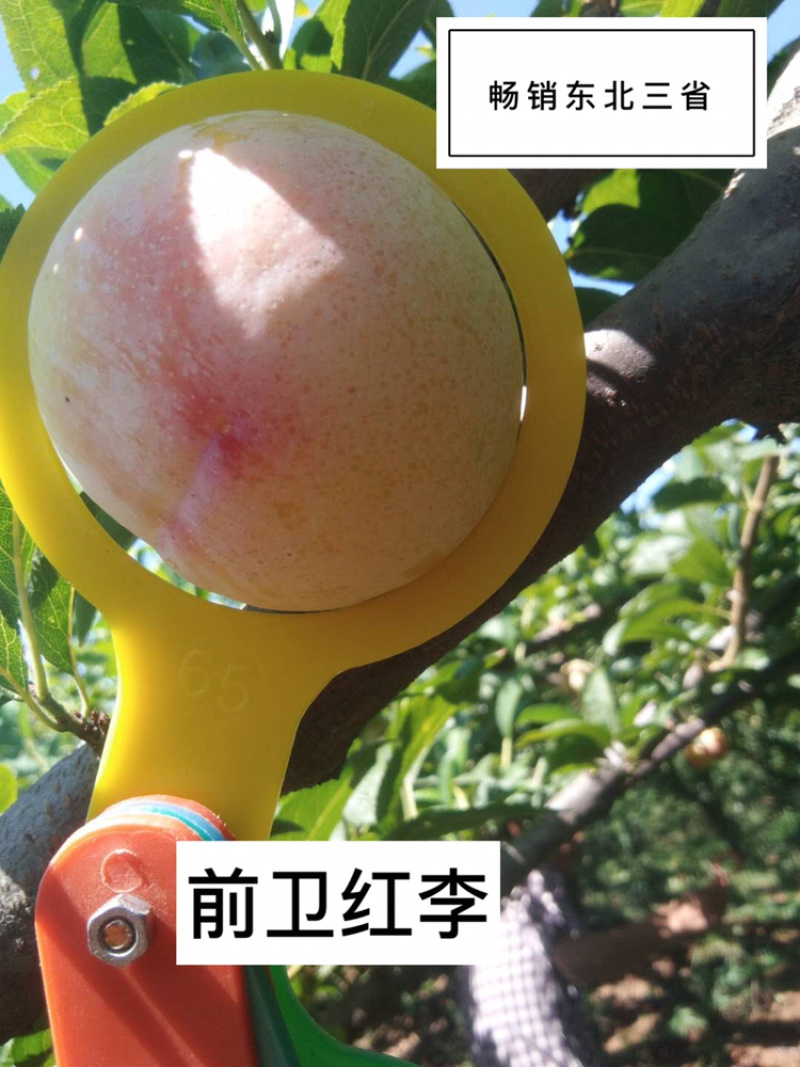大量露天前卫红李-产地直供.耐储存.耐运输