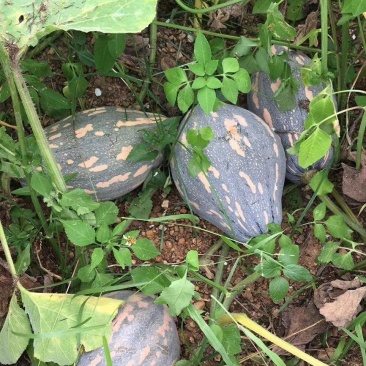 广西浓香型香竽南瓜—浓香型香芋南瓜又粉又甜