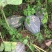 广西浓香型香竽南瓜—浓香型香芋南瓜又粉又甜