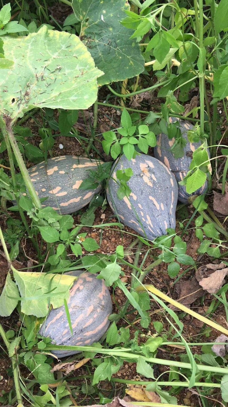 广西浓香型香竽南瓜—浓香型香芋南瓜又粉又甜