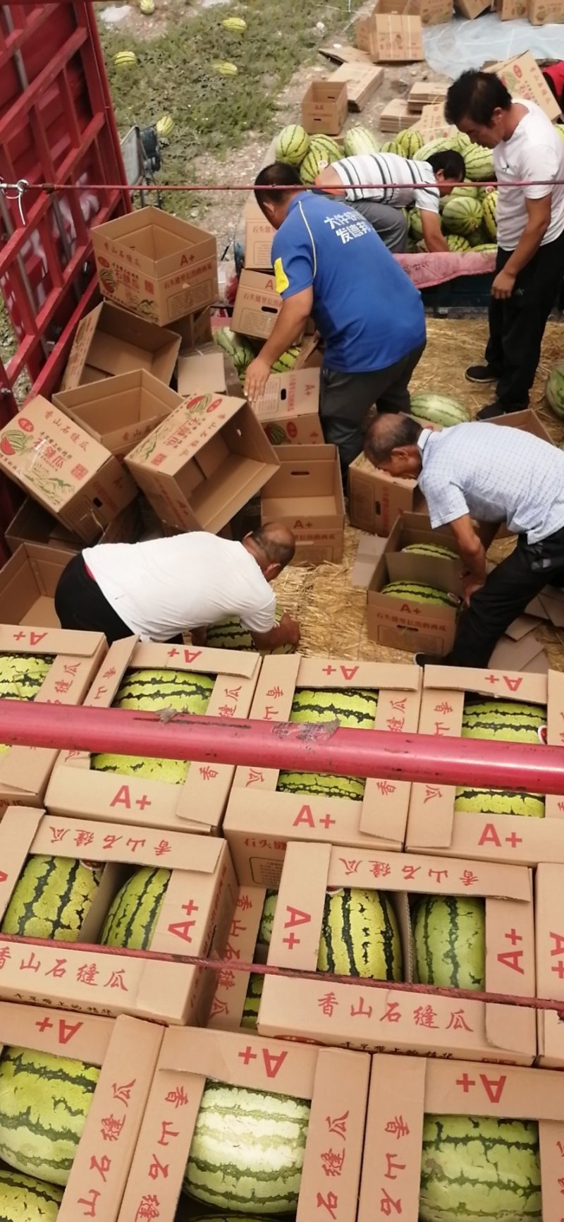 硒砂瓜，又名石头瓜，含糖量15%以上，万亩产地，宁夏银川