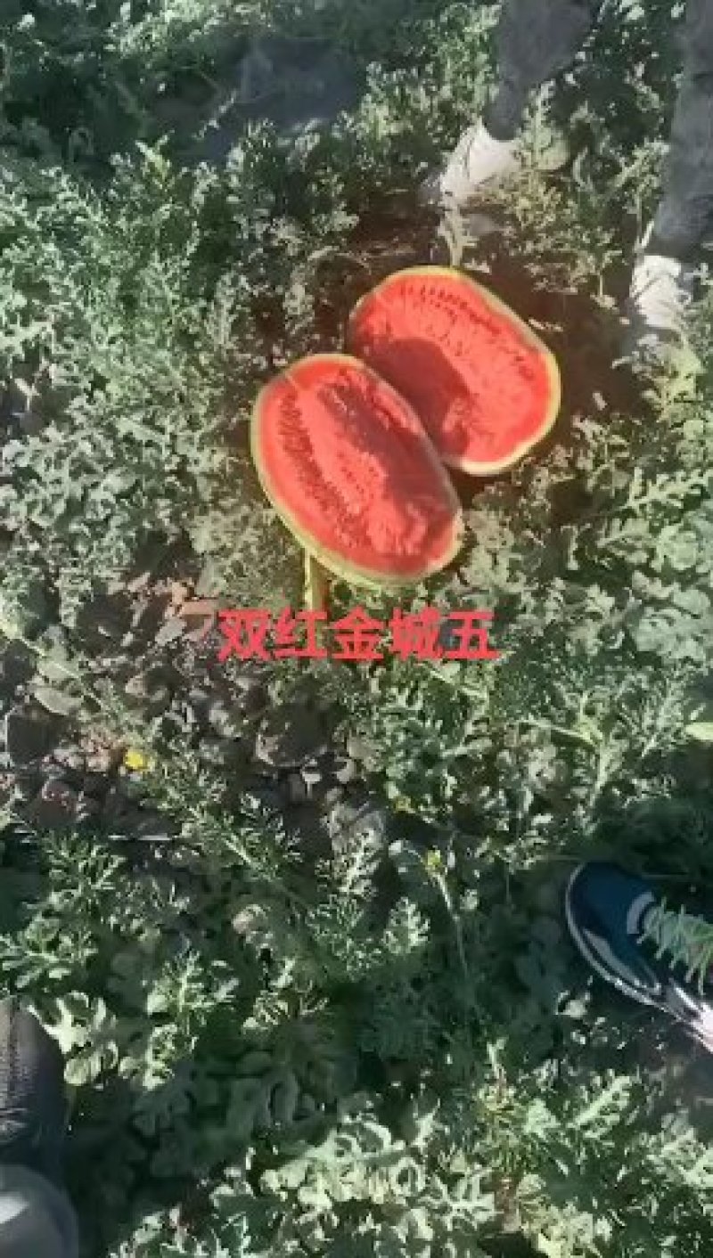 宁夏硒砂瓜就是甜就是好吃耐运输需要宁夏硒砂瓜
