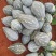 广西浓香型香竽南瓜—浓香型香芋南瓜又粉又甜