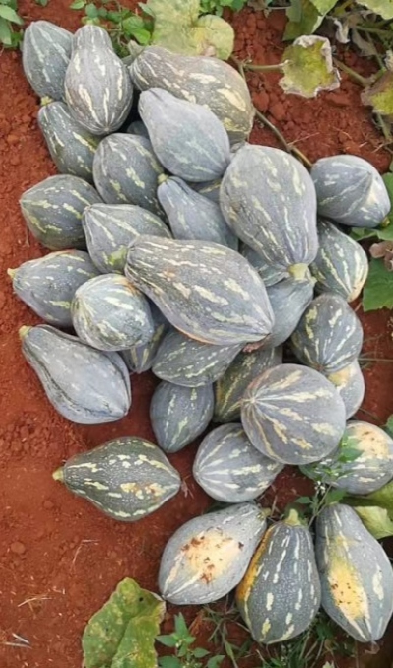 广西浓香型香竽南瓜—浓香型香芋南瓜又粉又甜