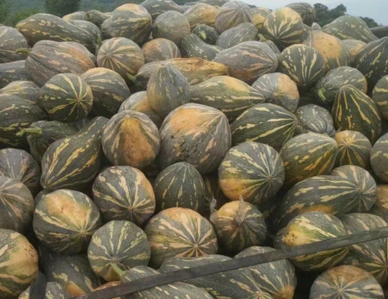 广西浓香型香竽南瓜—浓香型香芋南瓜又粉又甜