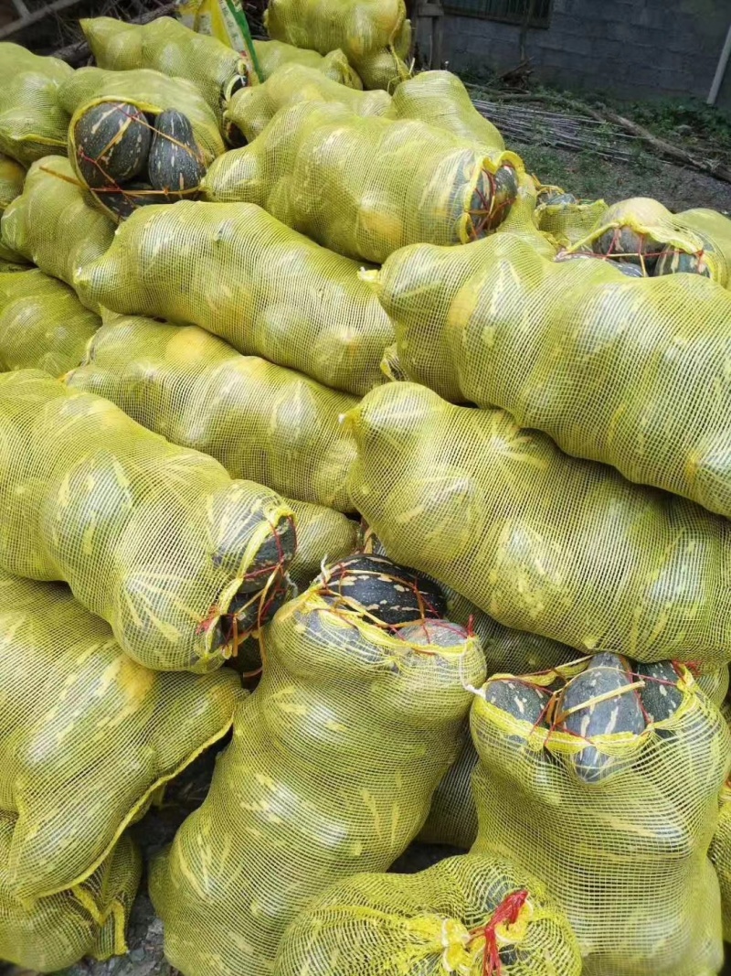 广西浓香型香竽南瓜—浓香型香芋南瓜又粉又甜