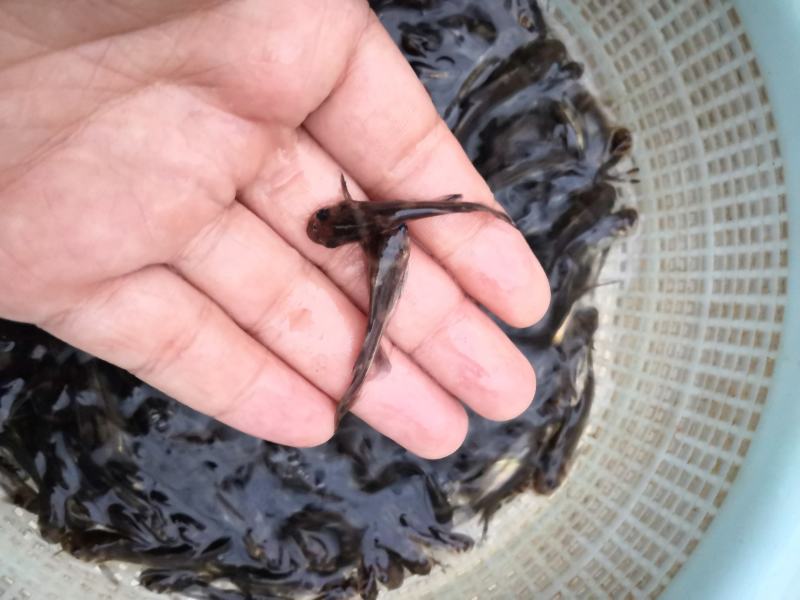 【优质鱼苗】黄骨鱼苗淡水黄骨鱼苗黄辣丁鱼苗产地直销