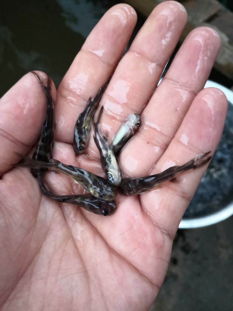 【优质鱼苗】黄骨鱼苗淡水黄骨鱼苗黄辣丁鱼苗产地直销