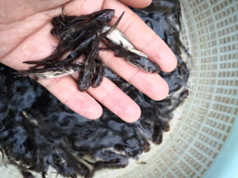 【优质鱼苗】黄骨鱼苗淡水黄骨鱼苗黄辣丁鱼苗产地直销