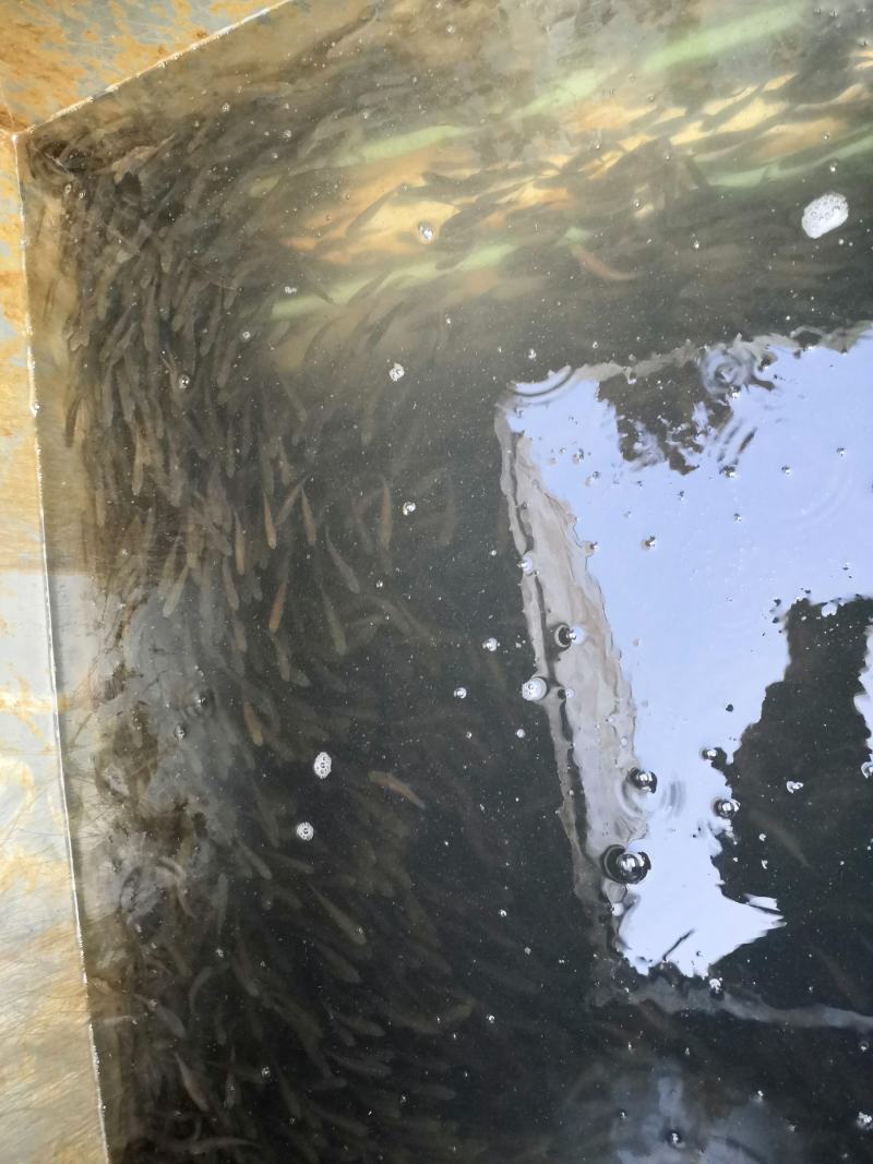【优质鱼苗】黄骨鱼苗淡水黄骨鱼苗黄辣丁鱼苗产地直销