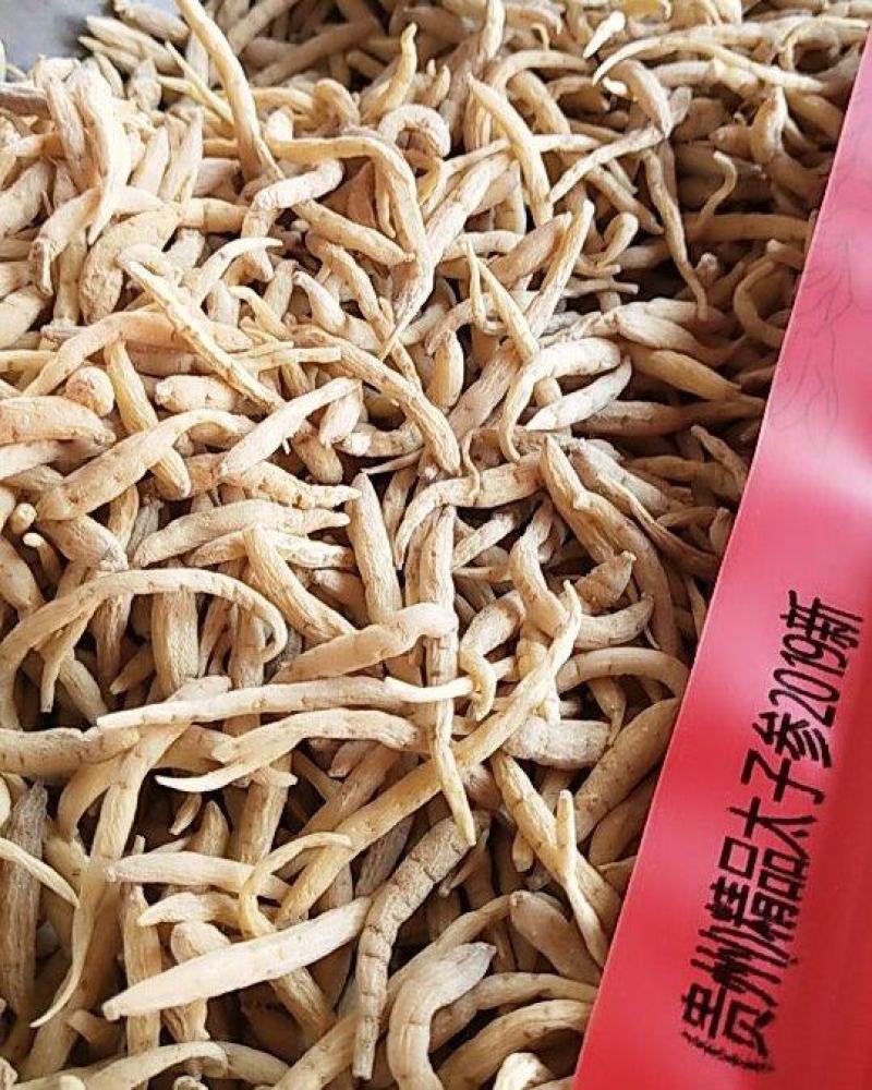 2024新精品太子参（精选）