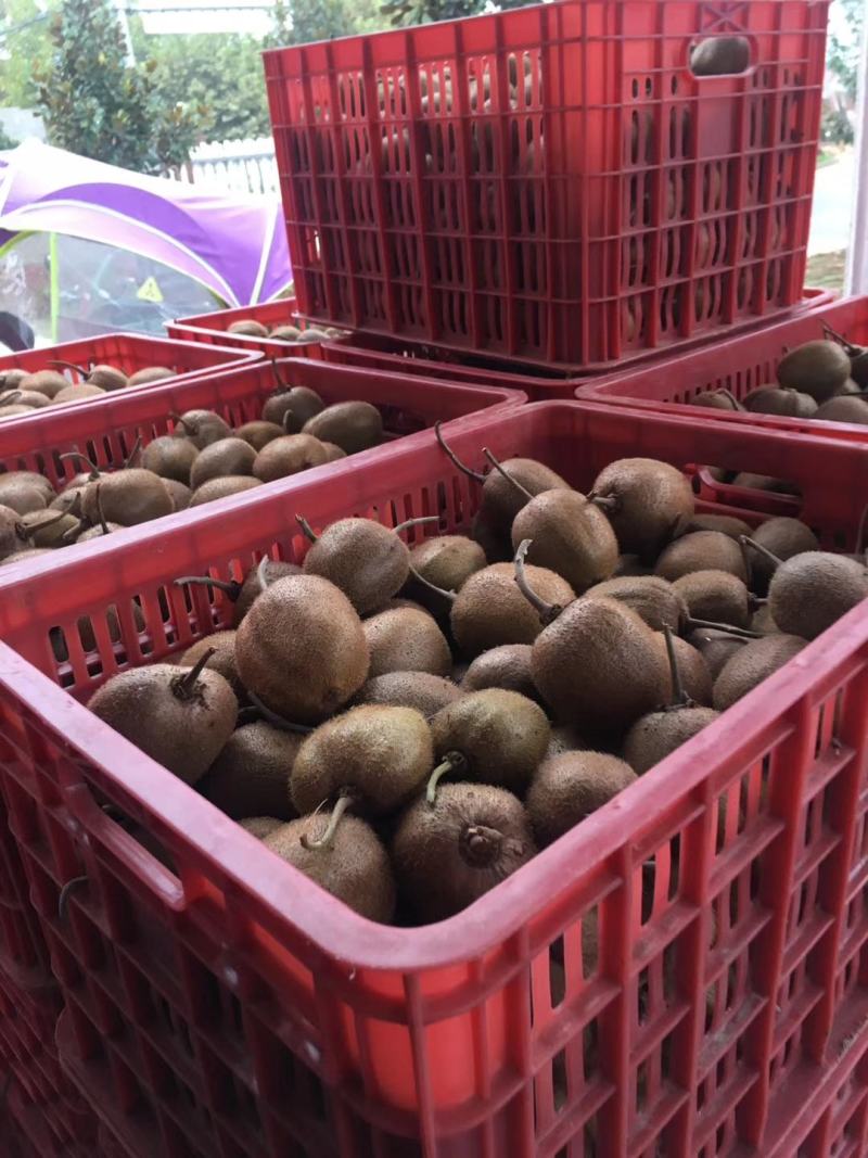 徐香猕猴桃陕西绿心徐香猕猴桃大量上市大量长期供货