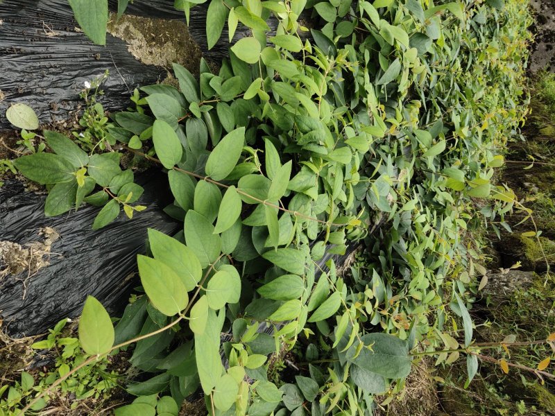 湖南金银花苗/高产花王品种