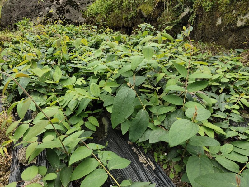湖南金银花苗/高产花王品种