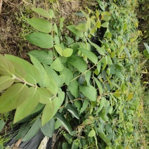 湖南金银花苗/高产花王品种