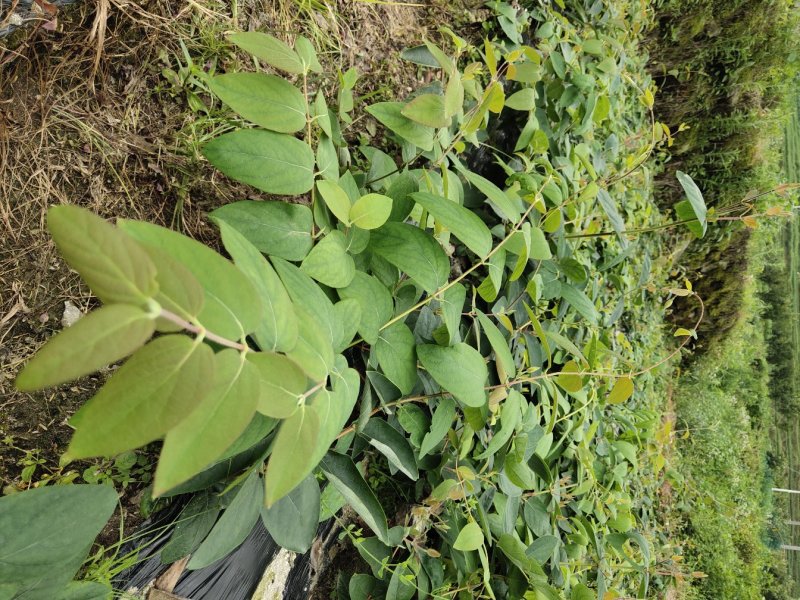 湖南金银花苗/高产花王品种