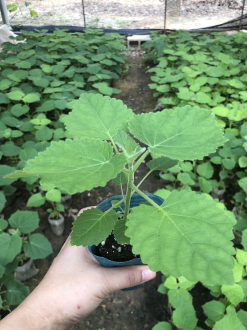 碳桐树，有这么一种树种，它就是碳桐树。