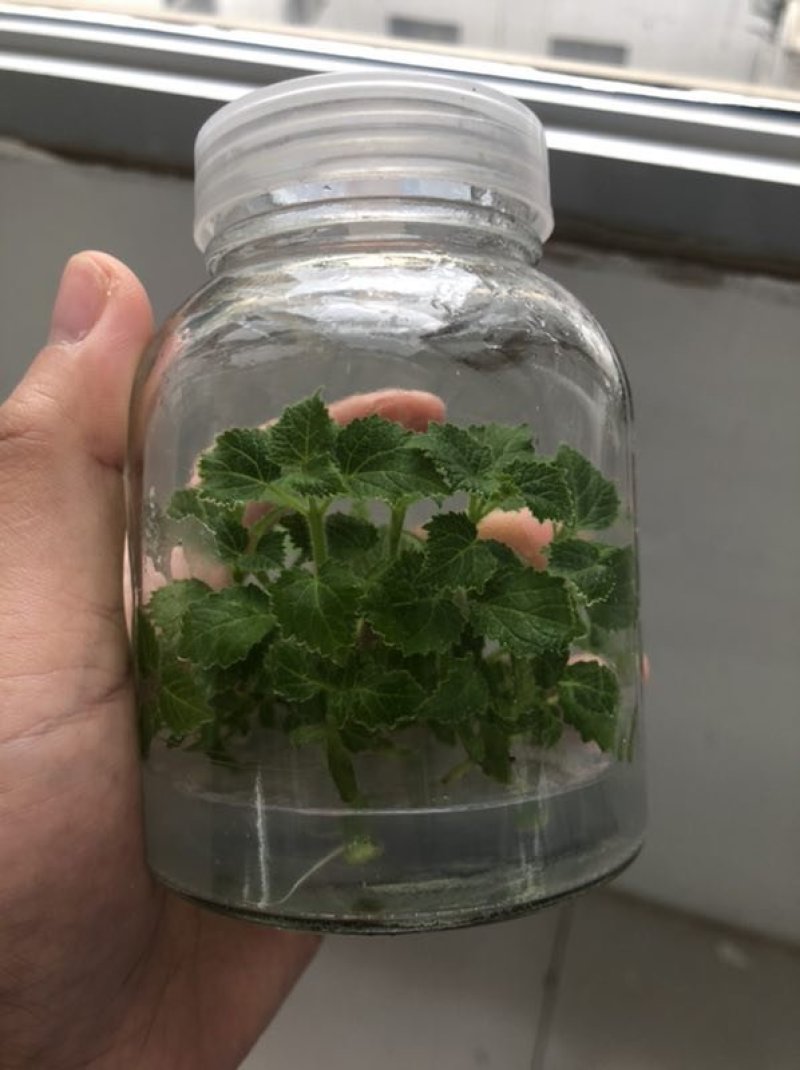 碳桐树，有这么一种树种，它就是碳桐树。