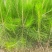 河北油松杯苗上车价2.2元/棵各种规格油松杯苗