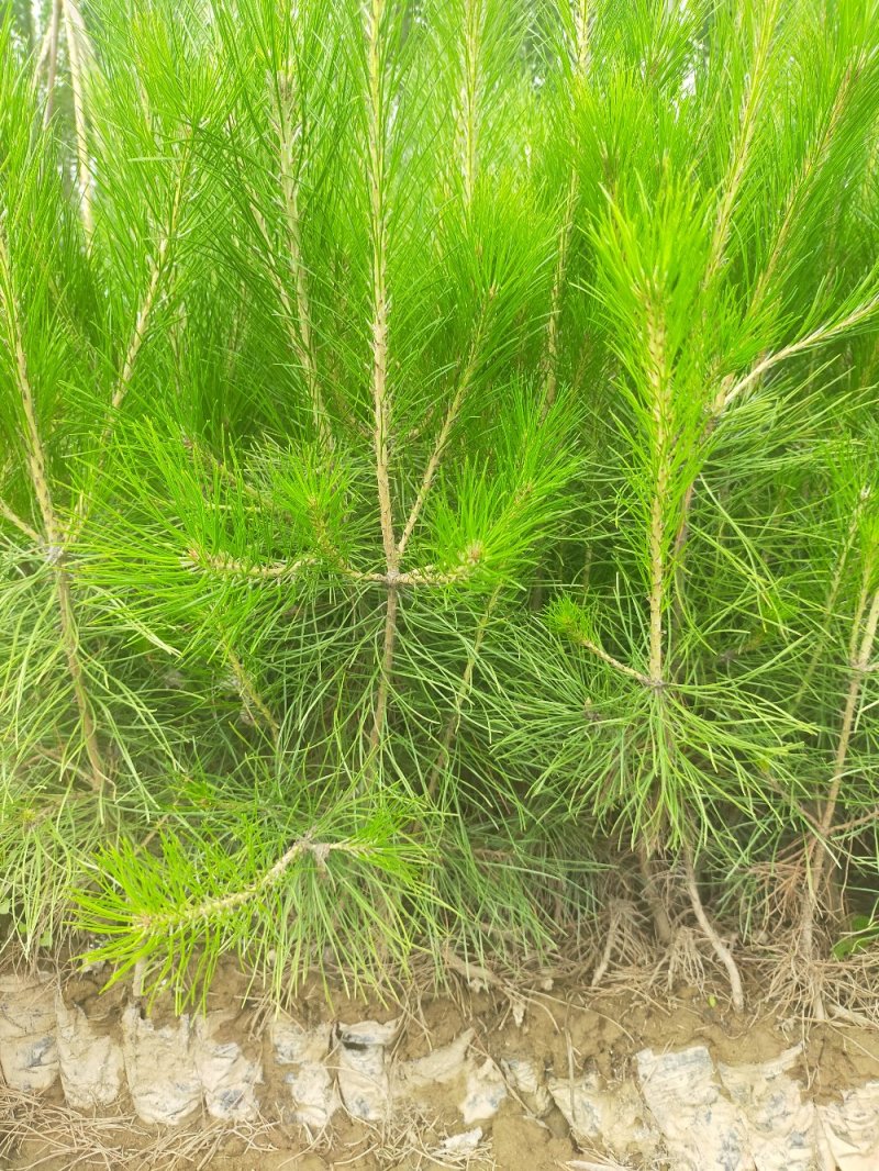 河北油松杯苗上车价2.2元/棵各种规格油松杯苗