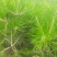 河北油松杯苗上车价2.2元/棵各种规格油松杯苗