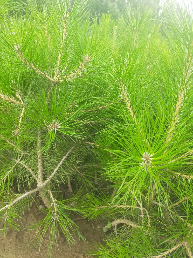 河北油松杯苗上车价2.2元/棵各种规格油松杯苗