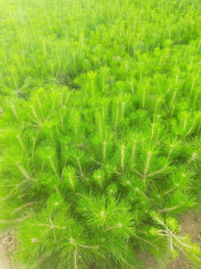 河北油松杯苗上车价2.2元/棵各种规格油松杯苗