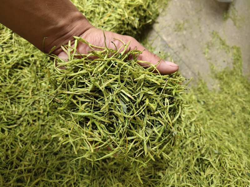 湖南金银花苗/高产花王品种