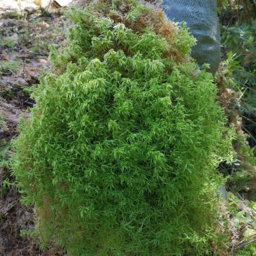 水苔