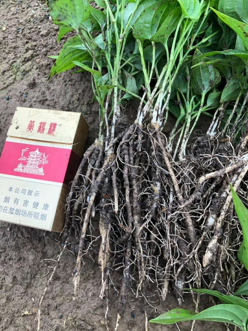 对叶百部种苗免费提供技术后期包回收欢迎大家采购