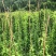 对叶百部种苗免费提供技术后期包回收欢迎大家采购